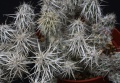 Corynopuntia clavata.jpg