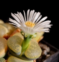 Lithops lesliei cv. albinica C36A