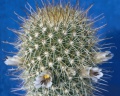 Mammillaria cerralboa.jpg