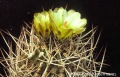 Eriosyce limariensis FK 450.jpg