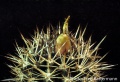 Eriosyce subgibbosa v. nigrihorrida FK 21.jpg