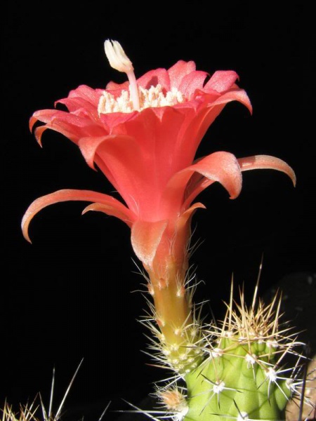 Fil:Echinocereus pensilis.jpg