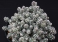 Corynopuntia bulbispina.jpg