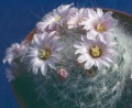 Mammillaria glassii nominis-dulcis now ascensionis.jpg