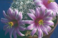 Mammillaria insularis.jpg