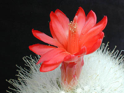 Fil:Mammillaria senilis.jpg