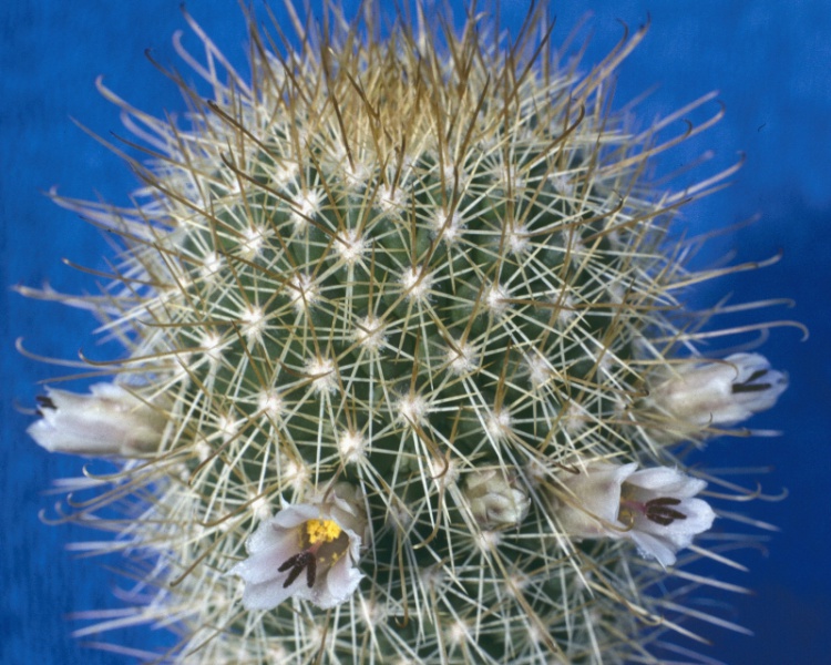 Fil:Mammillaria cerralboa.jpg