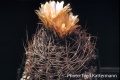 Eriosyce crispa subsp. atroviridis FK 160.jpg