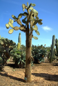 Botanicactus, Mallorca