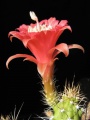 Echinocereus pensilis.jpg